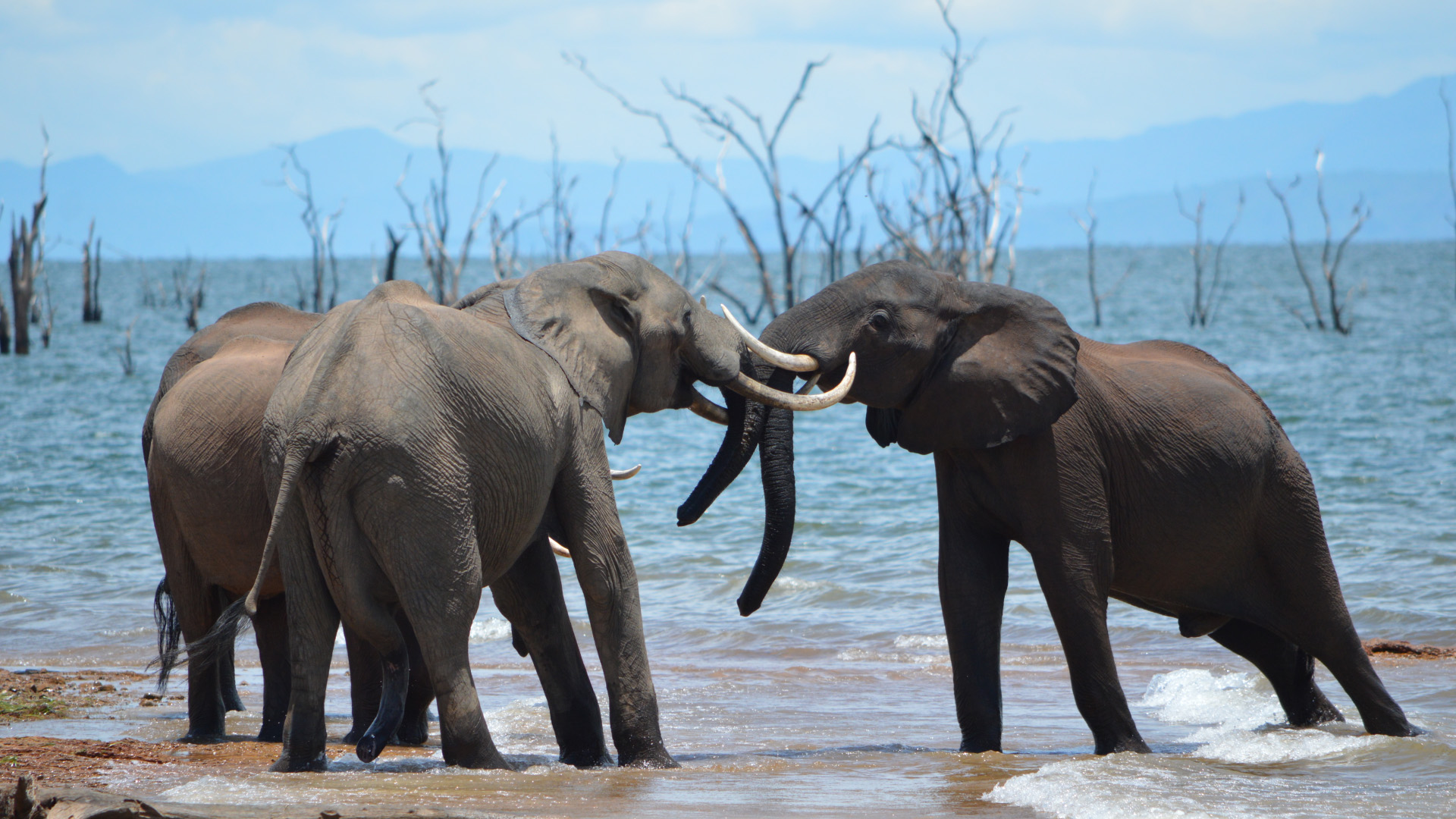 Mana Pools National Park, and Doma, Dande, Chewore South, Chewore North, Sapi, Hurungwe and Charara Safari Areas - The Tashinga Initiative