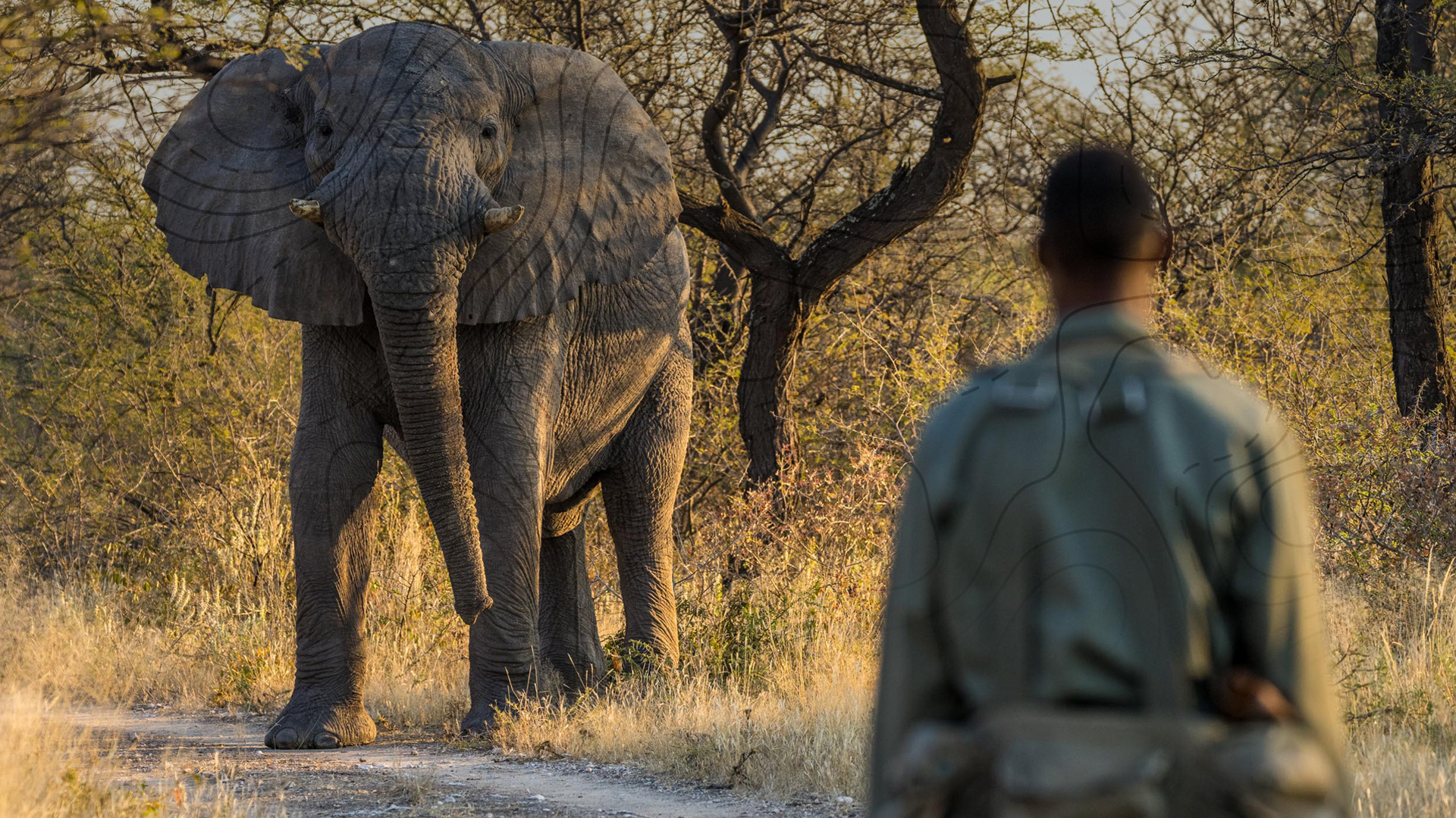 Support a unique conservation initiative empowering and uniting wildlife rangers across Africa.