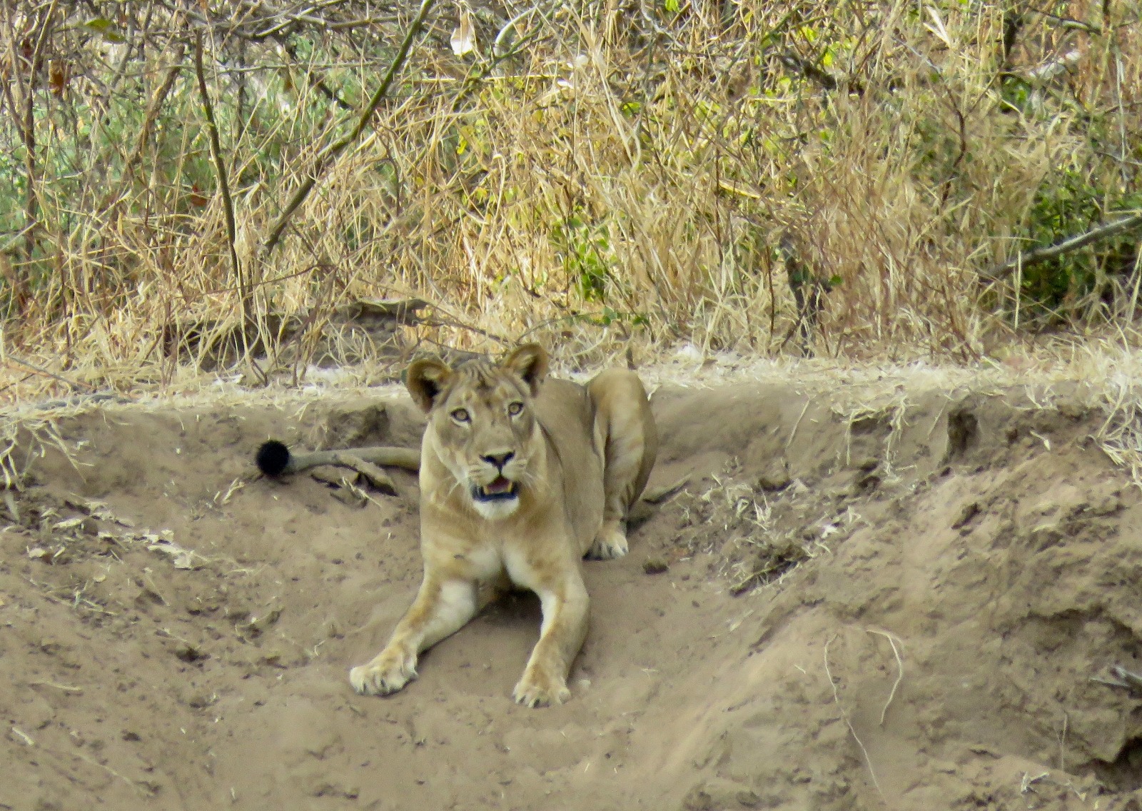 Team training and team kit deliveries by Tashinga Initiative