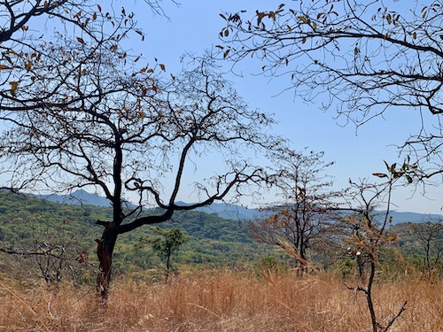 Wildlife Ranger Challenge Pushup Challenge update!