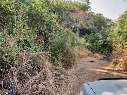 Wildlife Ranger Challenge Pushup Challenge update!