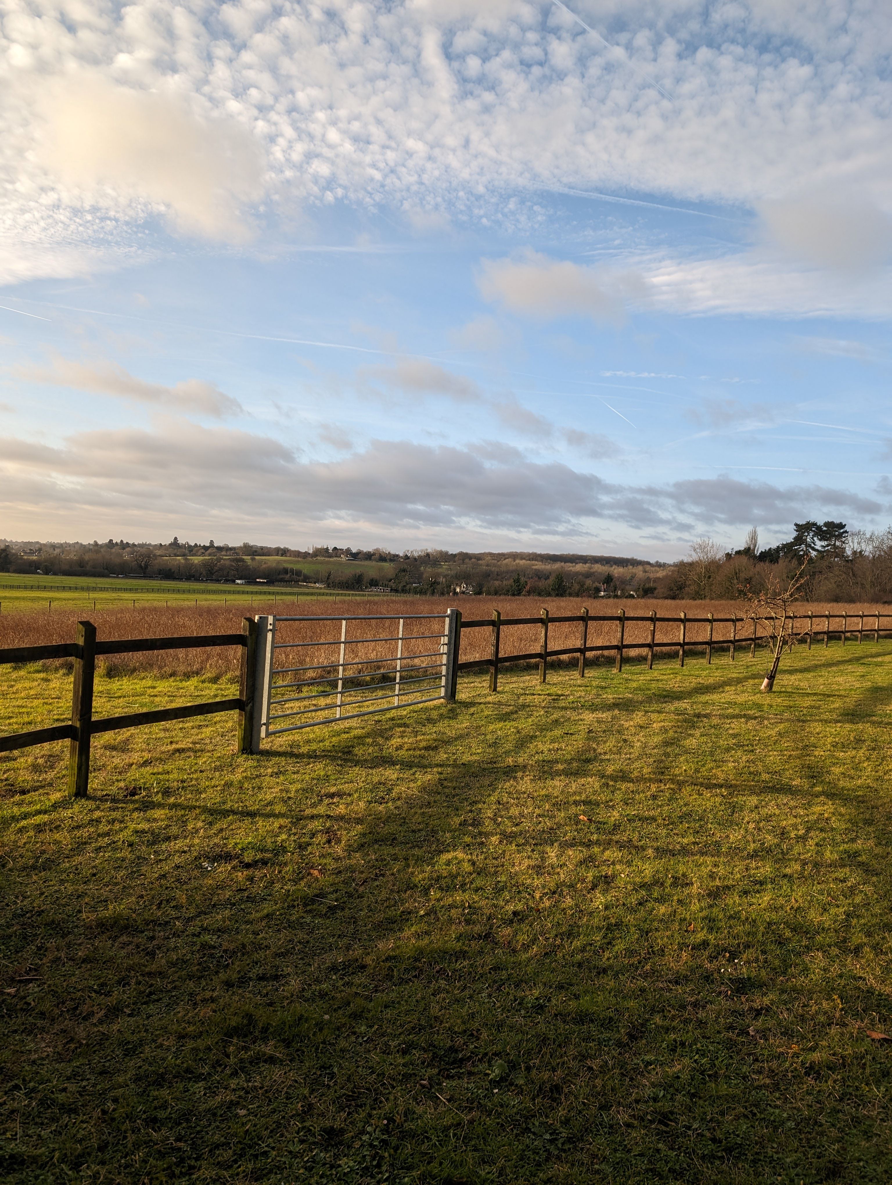 Helen's Morning Walk
