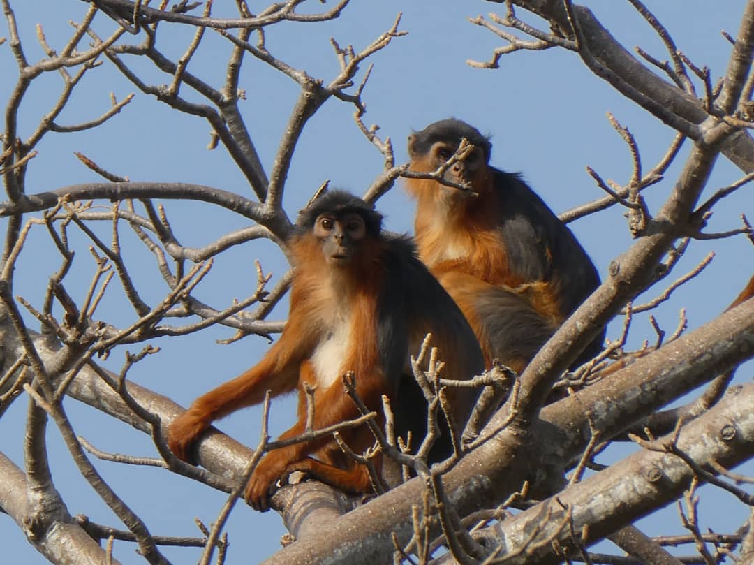 Fundraising page for Wildlife Ranger Challenge 2025 Communities For Red Colobus Project The Gambia.