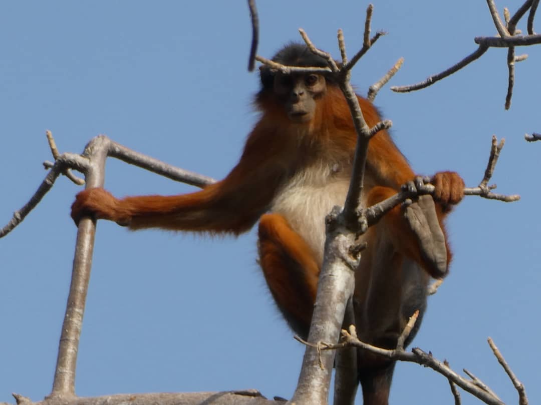Fundraising page for Wildlife Ranger Challenge 2025 Communities For Red Colobus Project The Gambia.