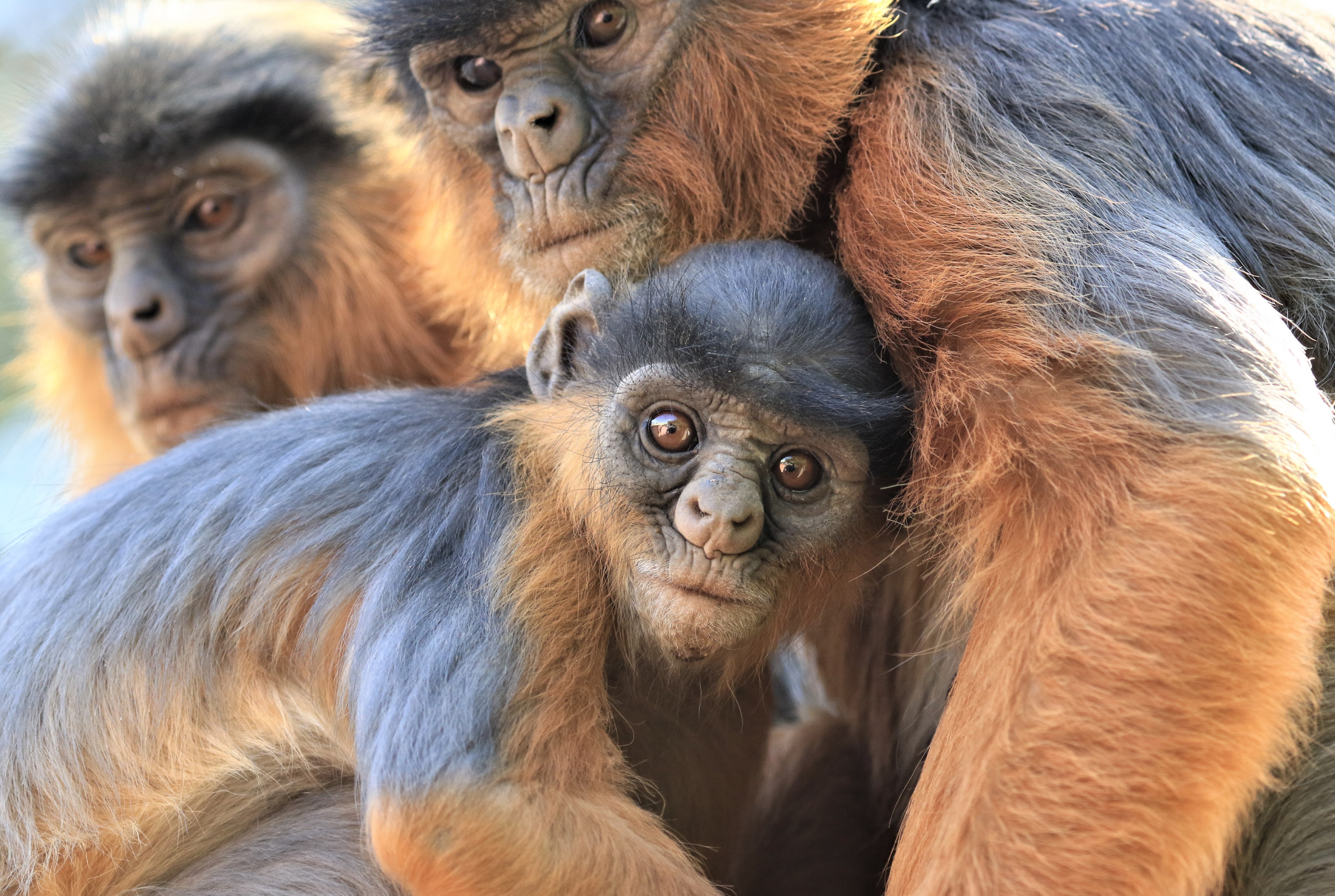 Fundraising page for Wildlife Ranger Challenge 2025 Communities For Red Colobus Project The Gambia.