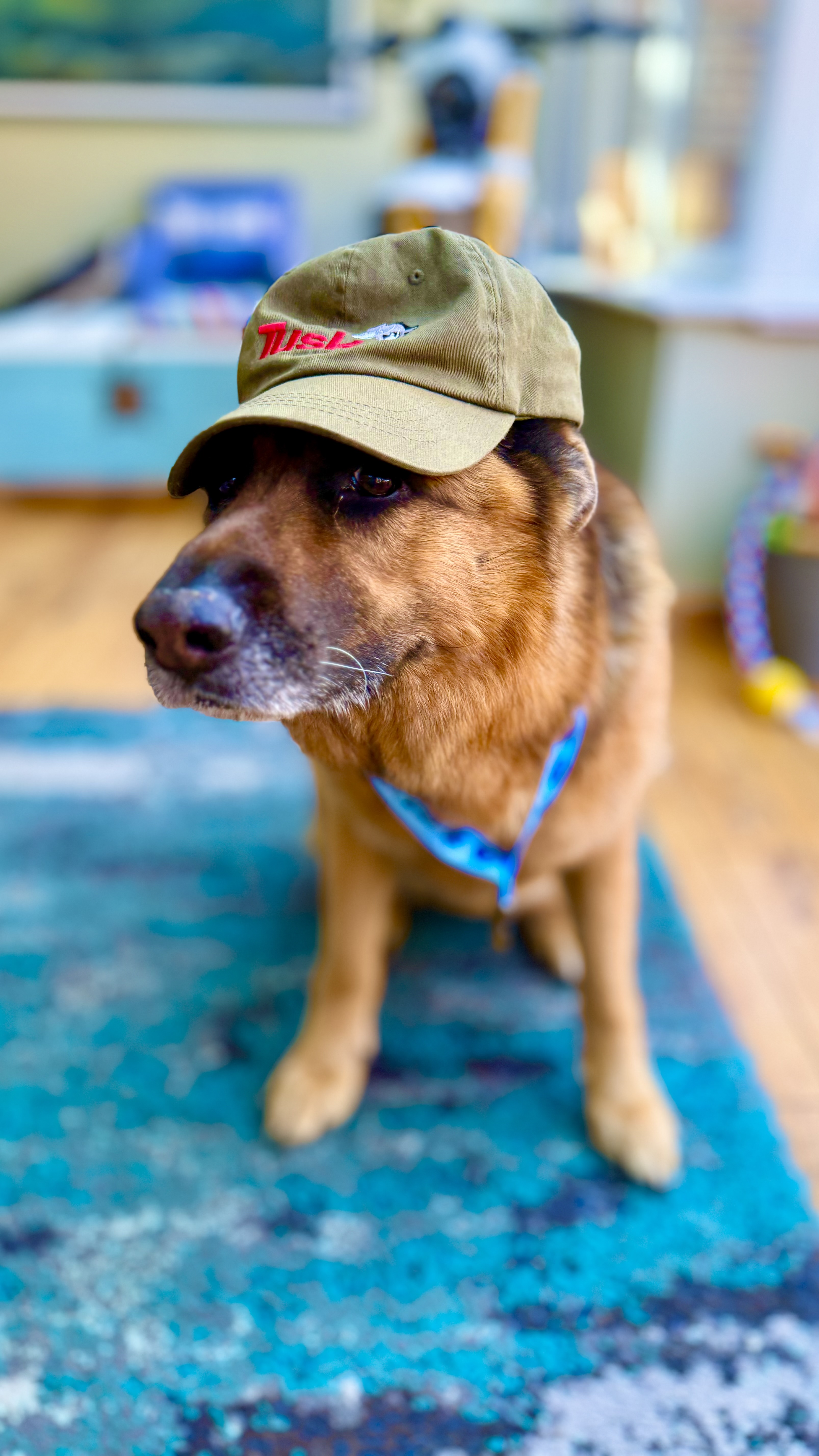 I joined my parents on a 20km walk with my dog in support of the K9 unit