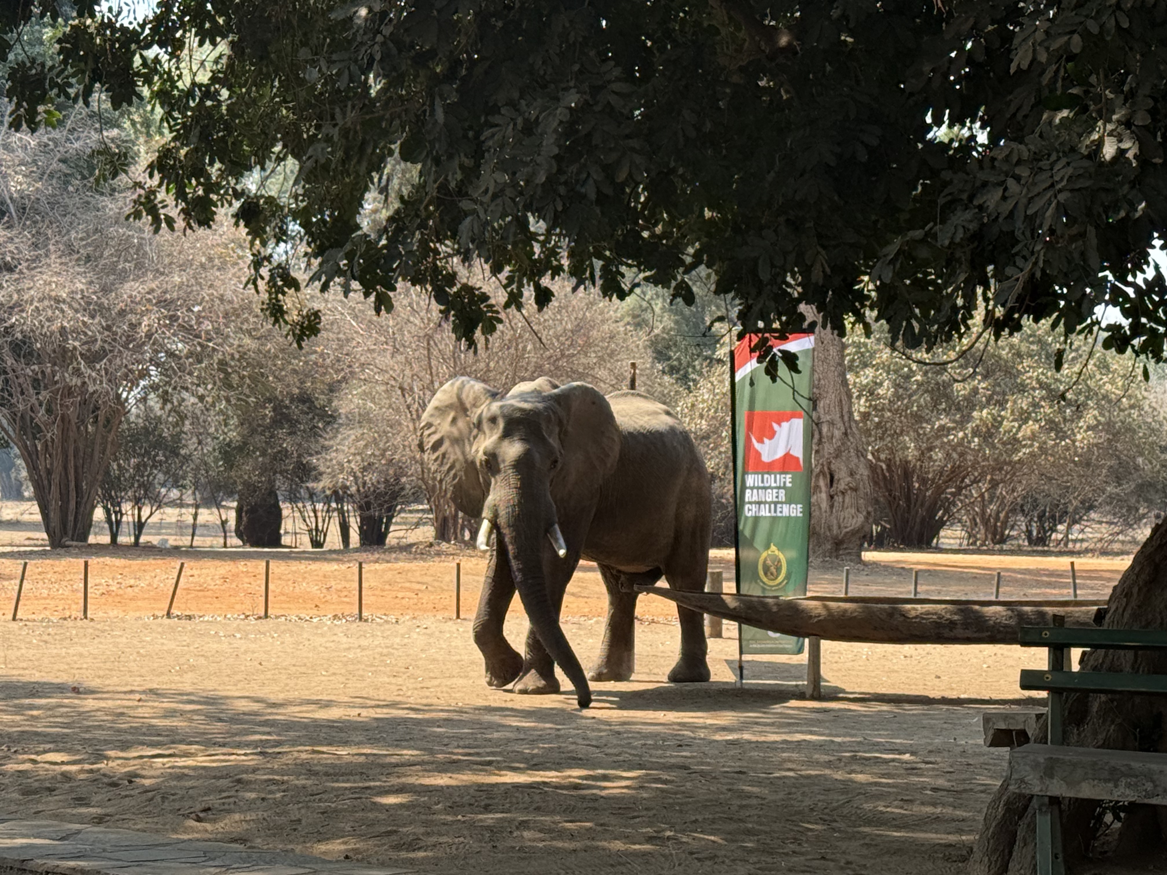 Elephants advertising Wildlife Ranger Challenge 2025!