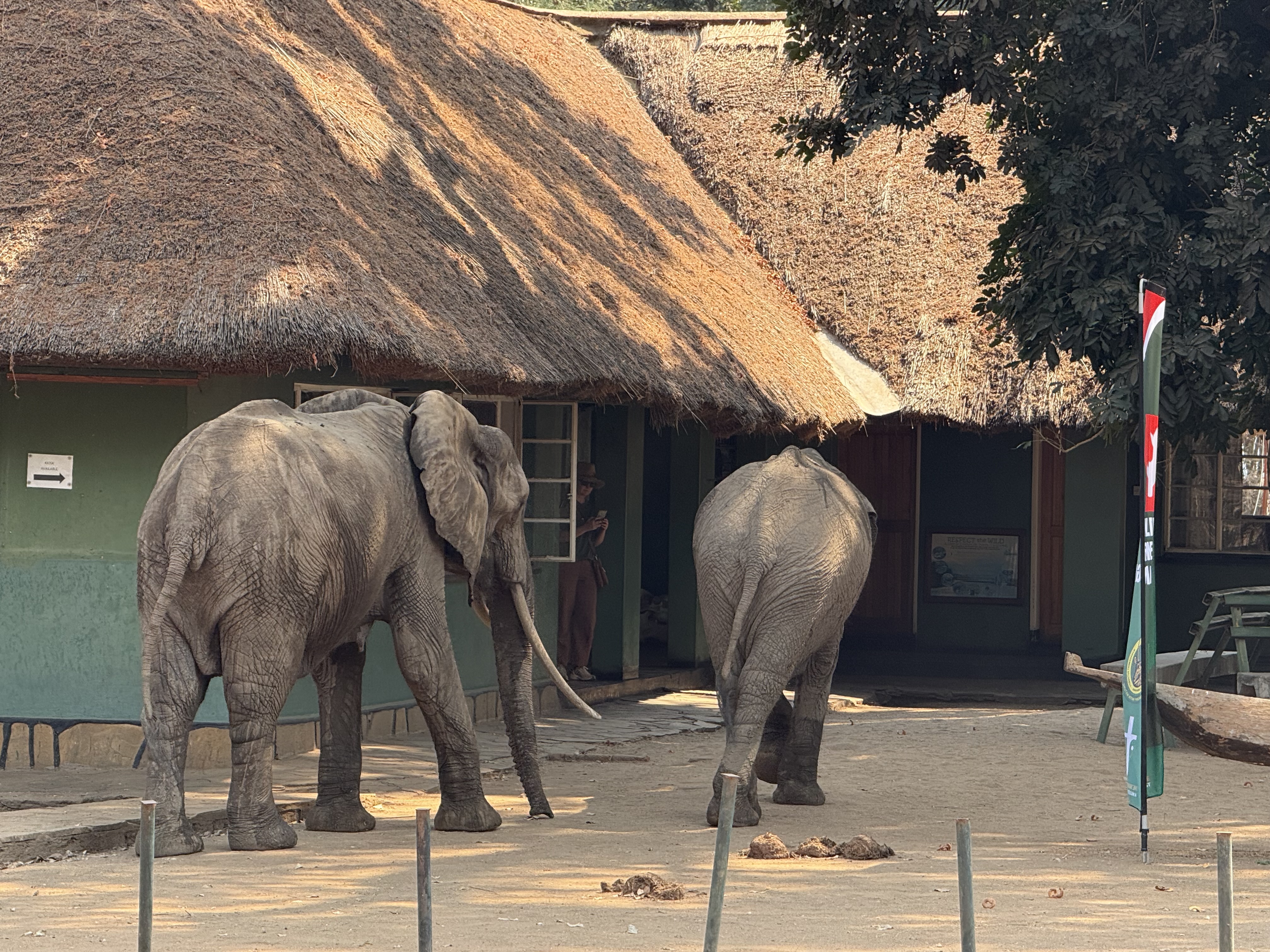 Elephants advertising Wildlife Ranger Challenge 2025!