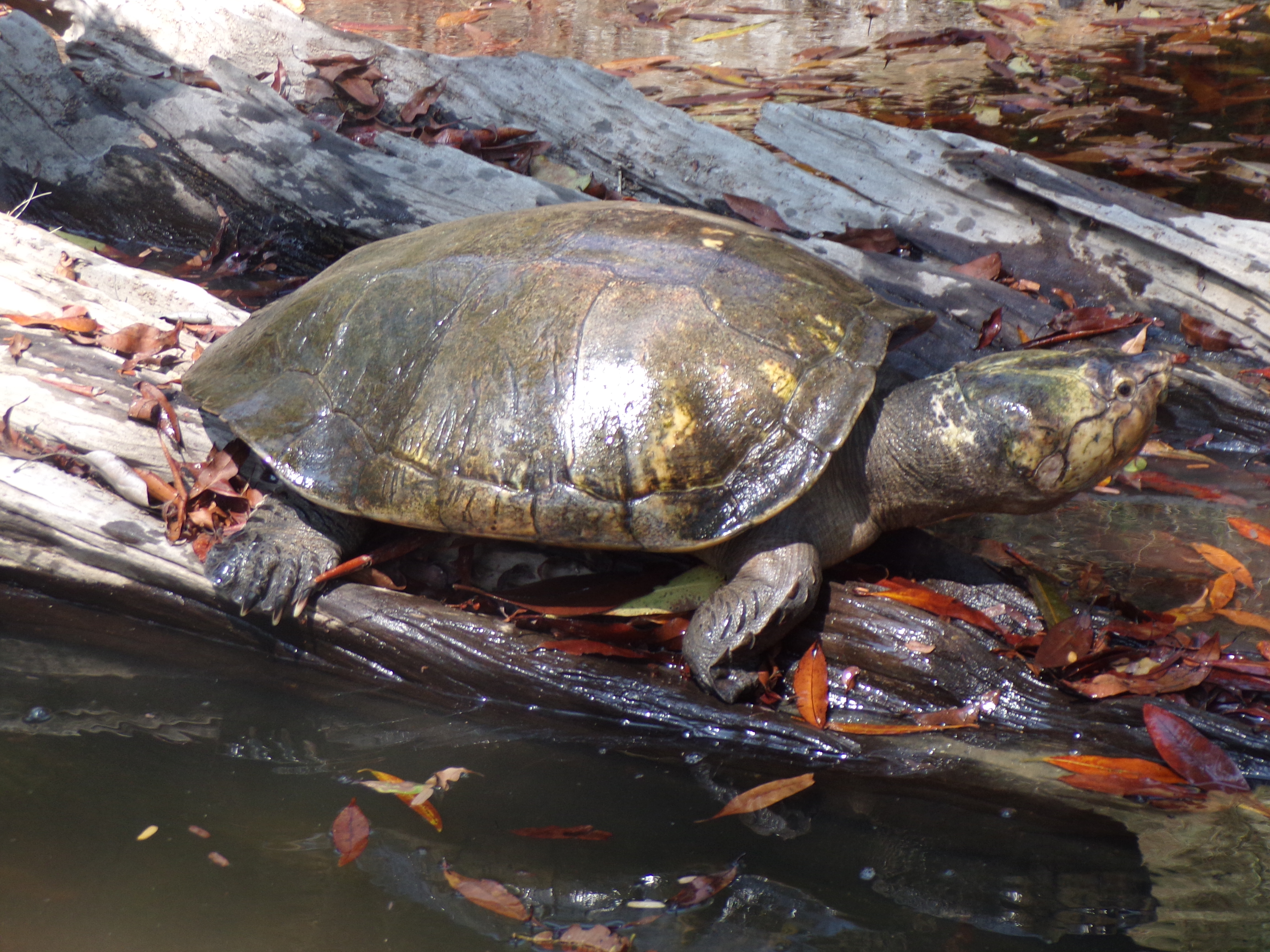 Guardians of the Dry Forest: The Wildlife of Madiromirafy and Mahajeby
