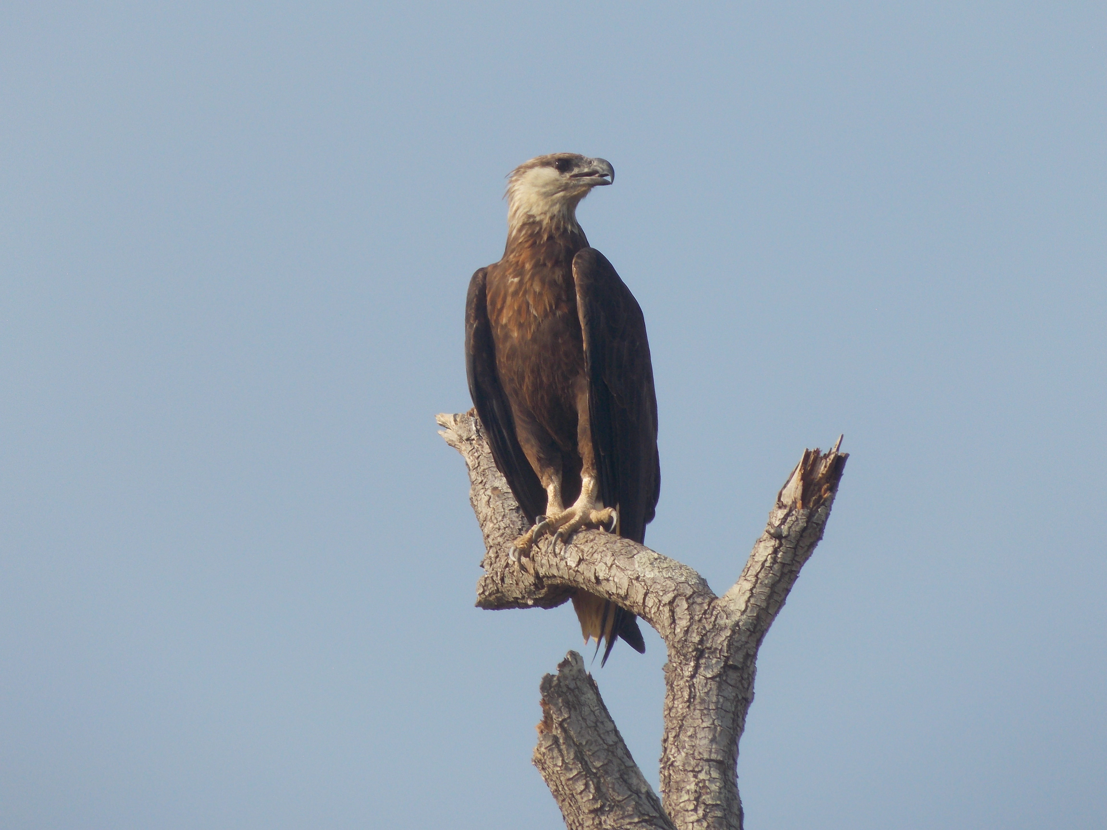 Guardians of the Dry Forest: The Wildlife of Madiromirafy and Mahajeby