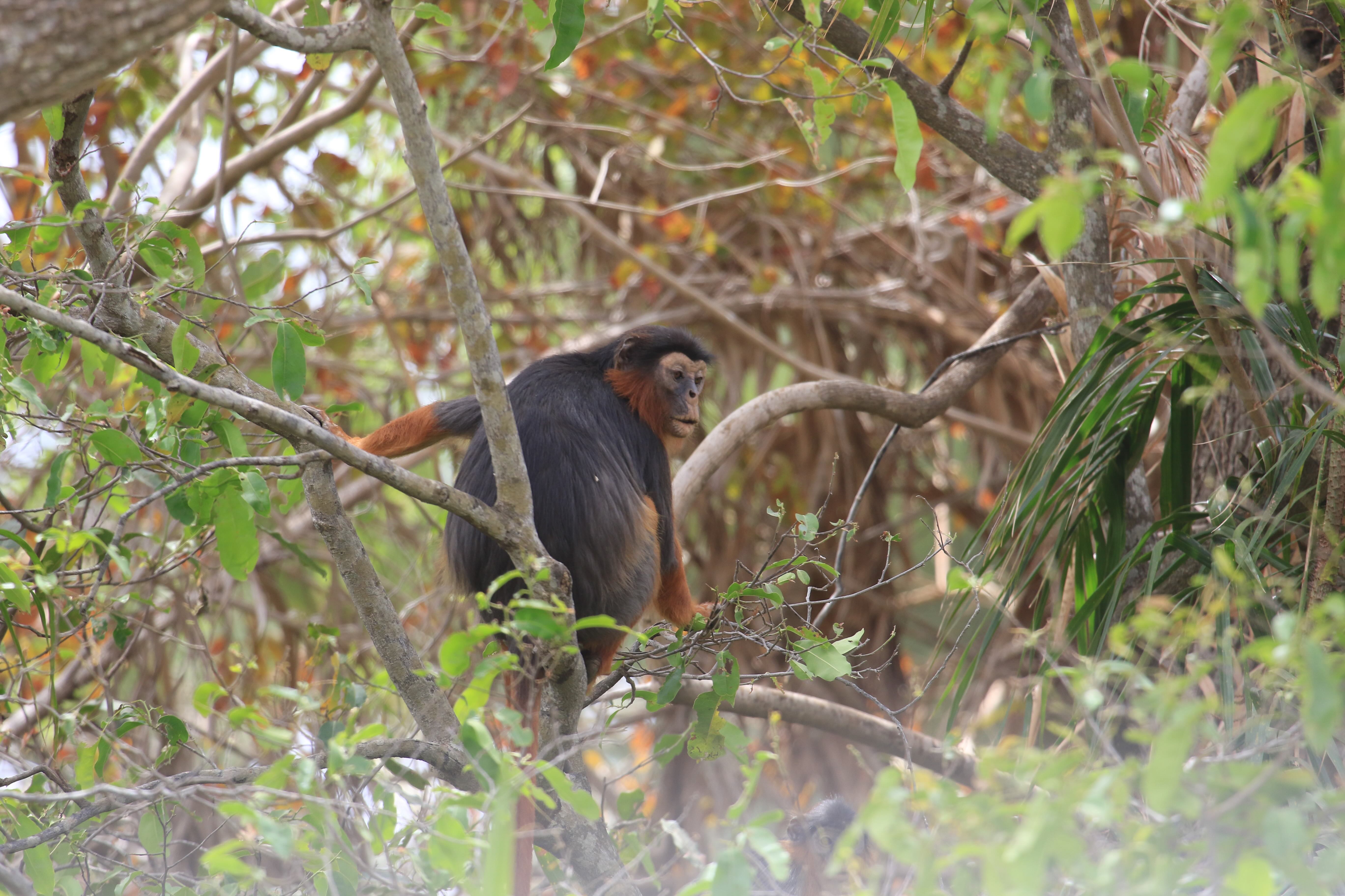 Welcome to Communities for Red Colobus (C4RC)