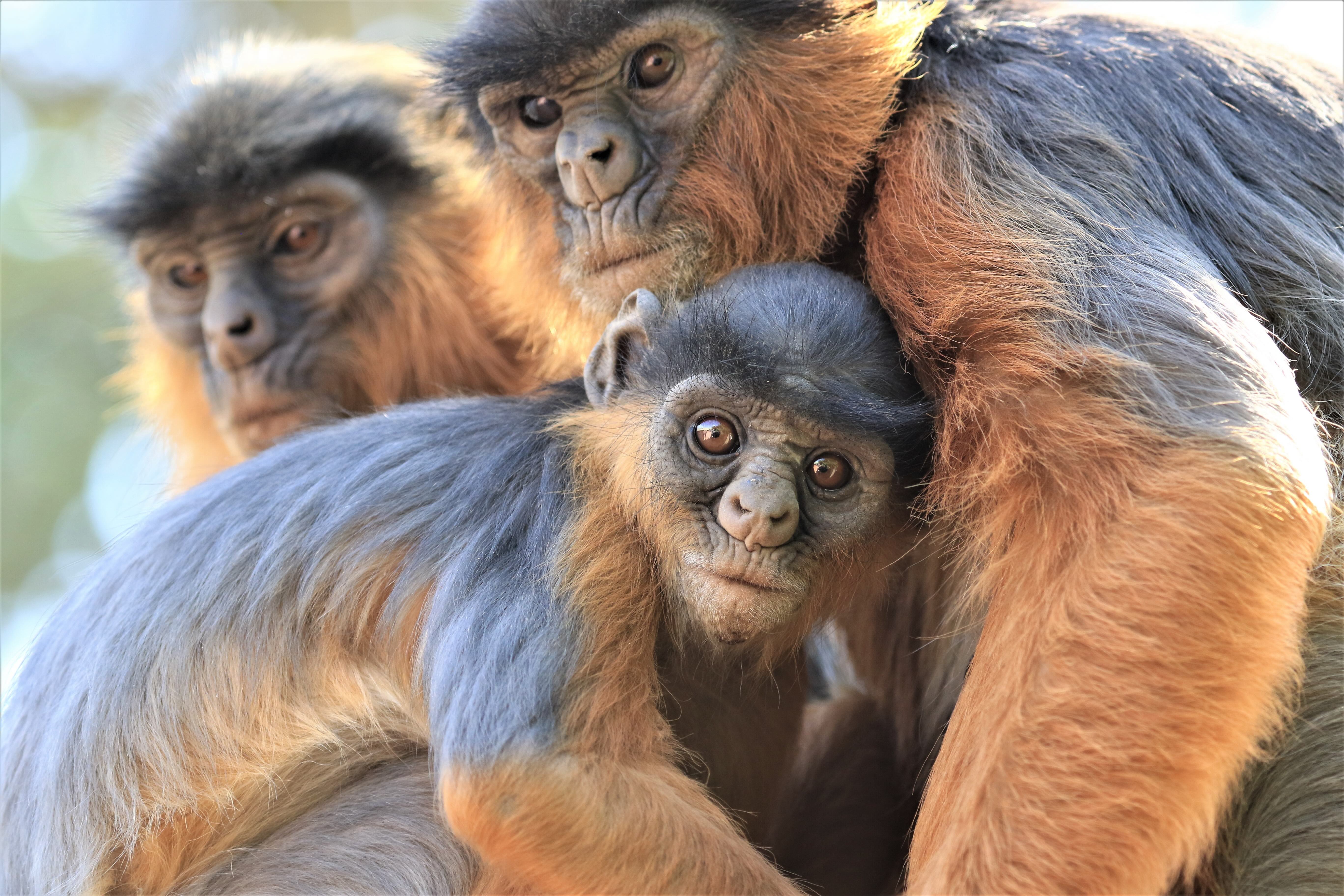 Welcome to Communities for Red Colobus (C4RC)
