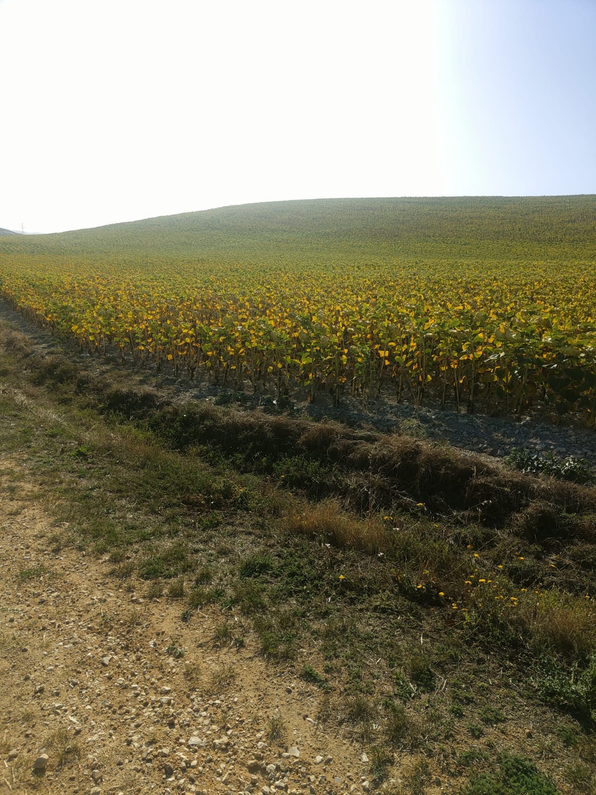 Día 14: De Burgos a Hornillos del Camino.